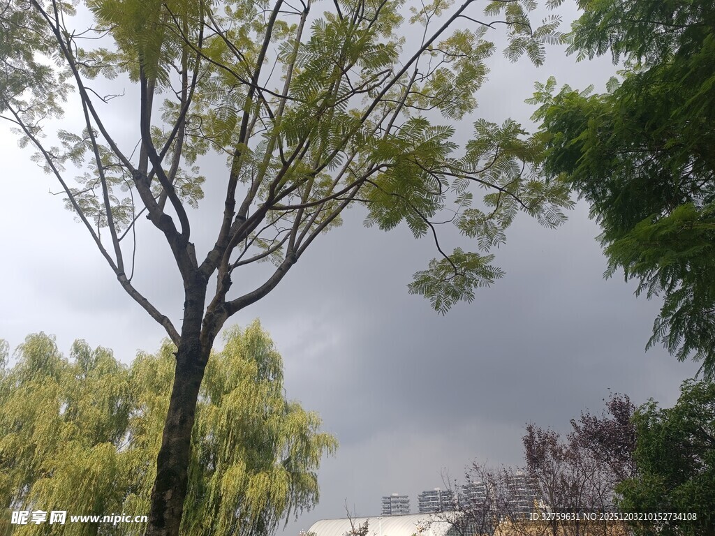 阴天里的树木景象