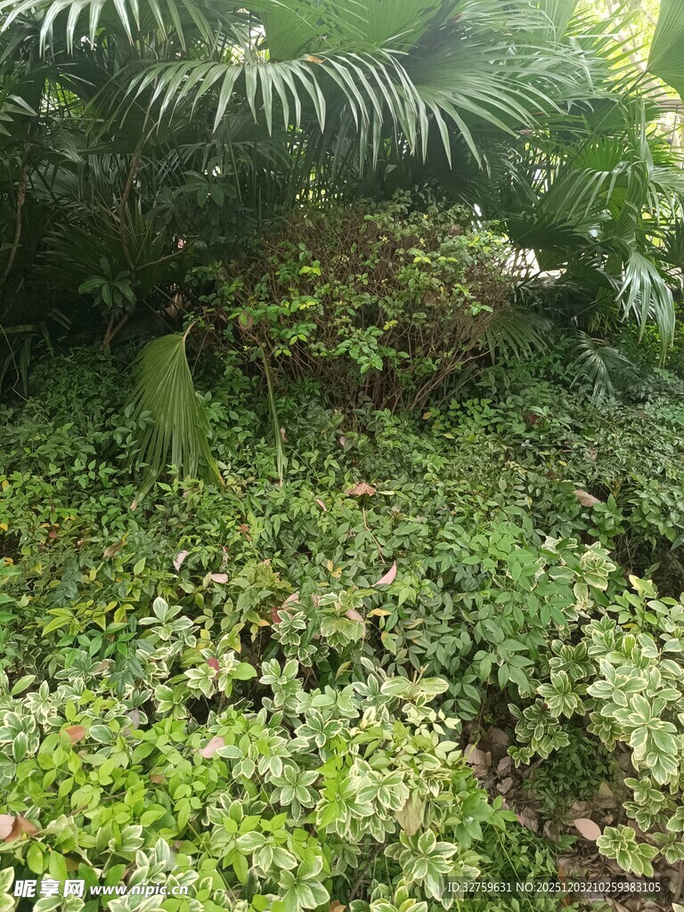 繁茂绿植景观