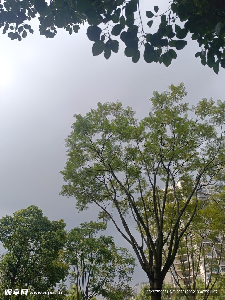 绿树映灰天的自然景致