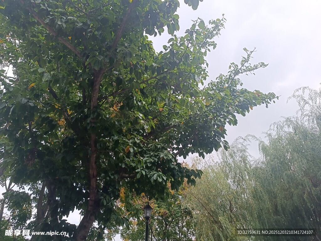 绿叶繁茂的树木