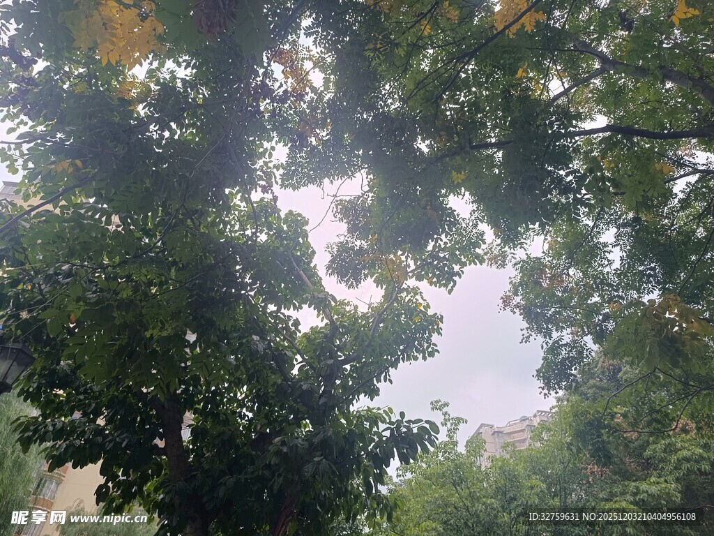 透过枝叶看天空