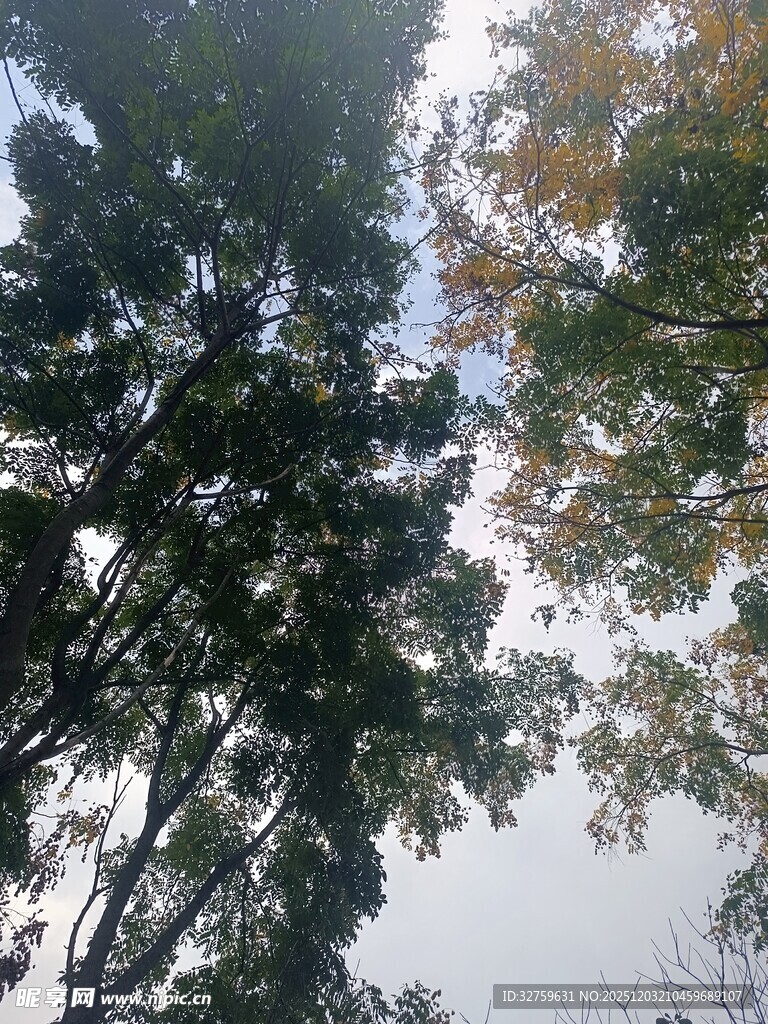 仰视茂密树林树冠景象