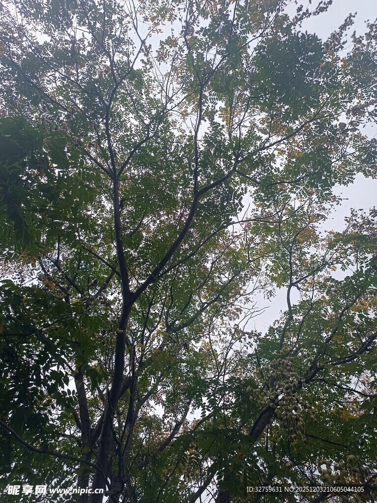 仰视繁茂树木枝叶景观