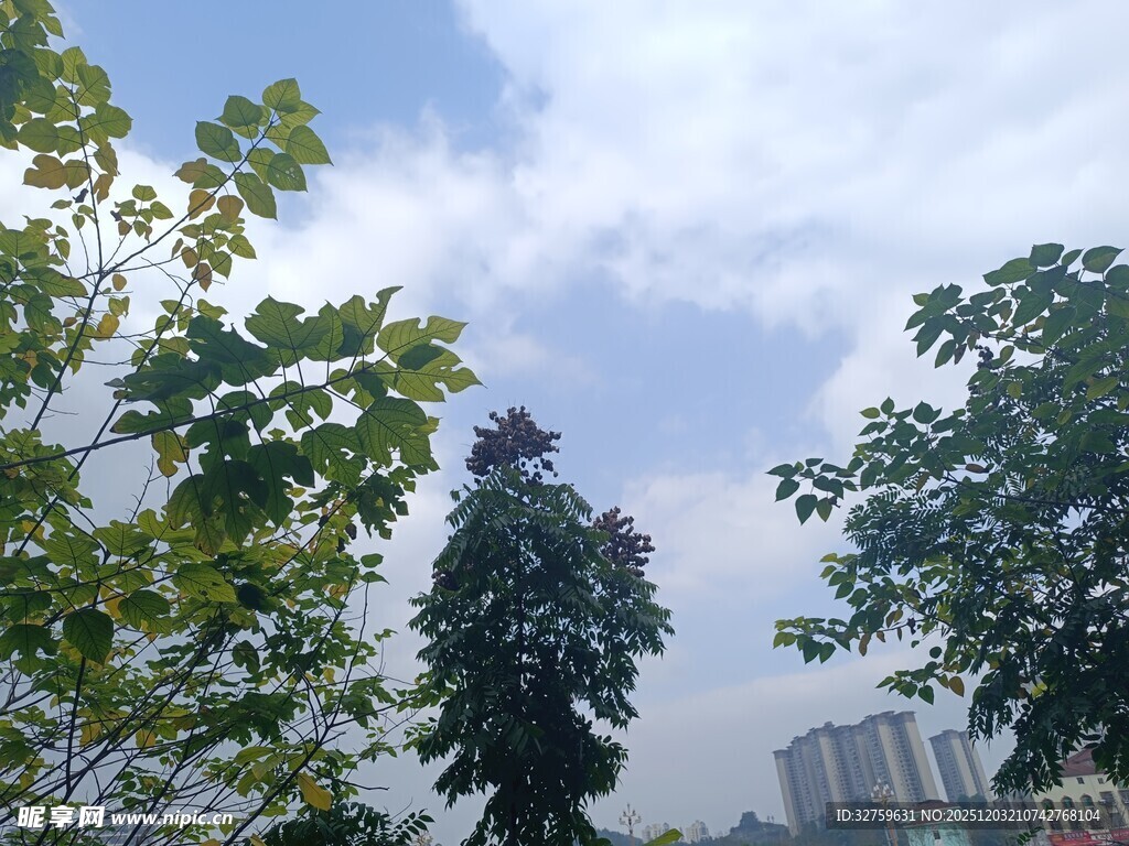 绿树蓝天间的城市景致