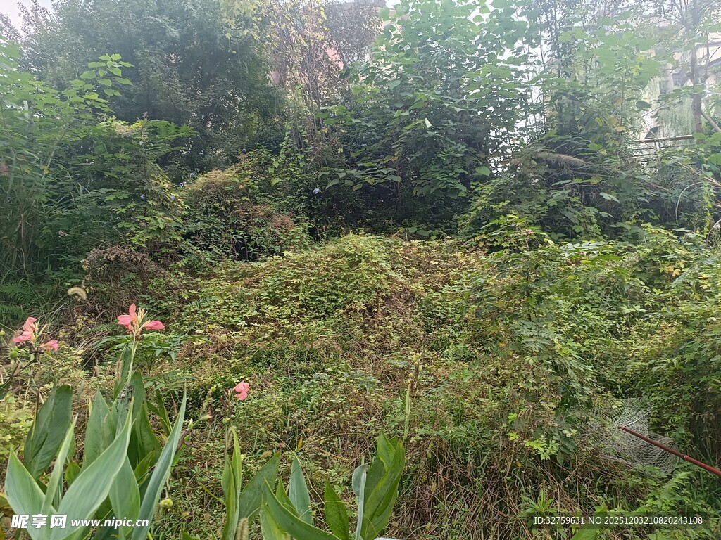 茂密山林中的繁茂植被