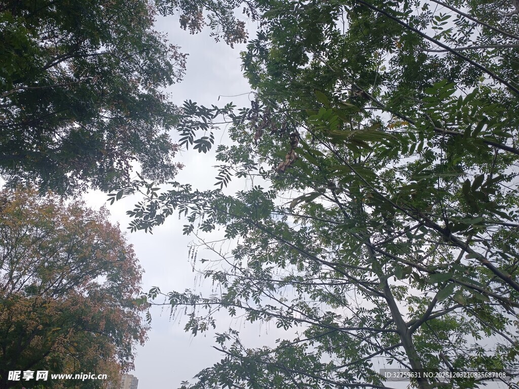 仰视茂密枝叶间的天空