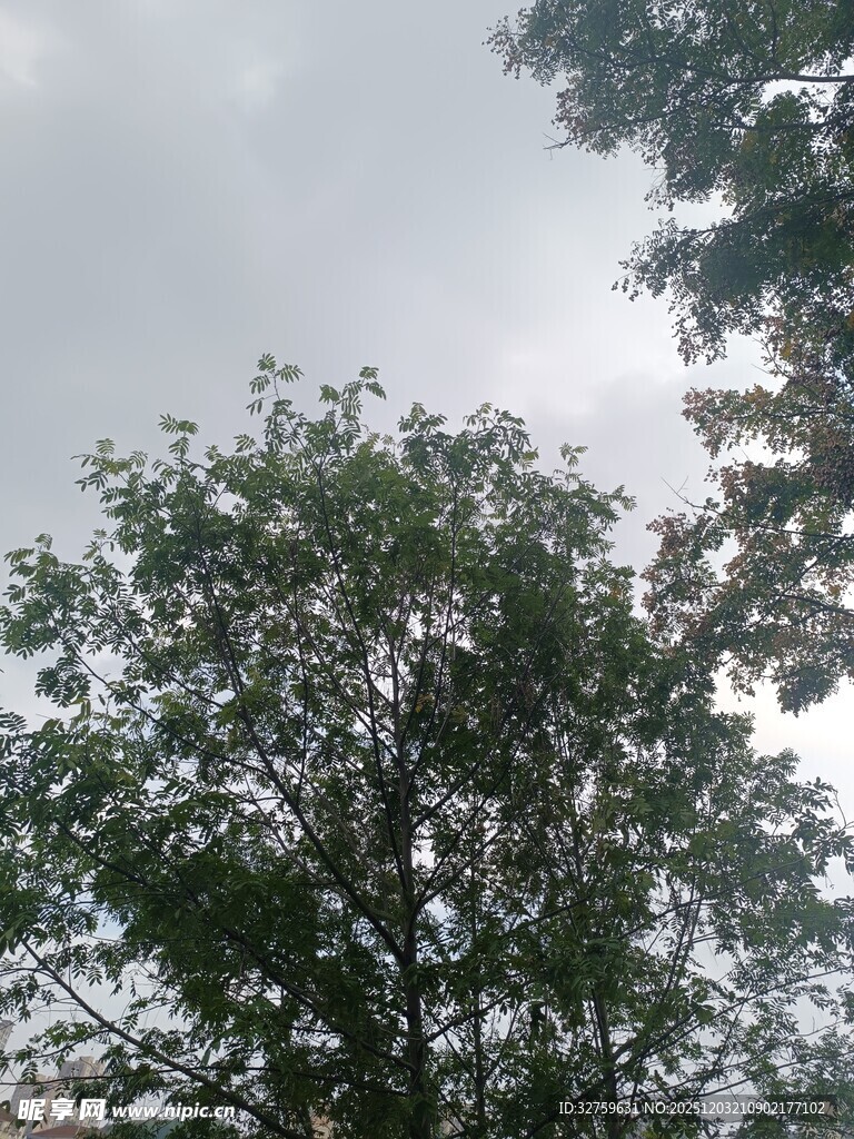 阴天中的葱郁树木