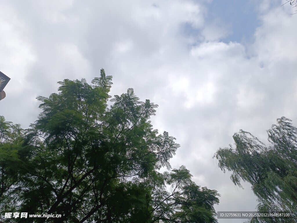 仰视绿树与蓝天白云