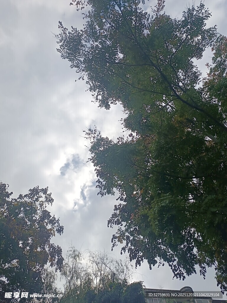 仰视天空中的繁茂绿树