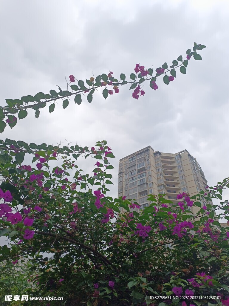 繁花掩映下的高楼