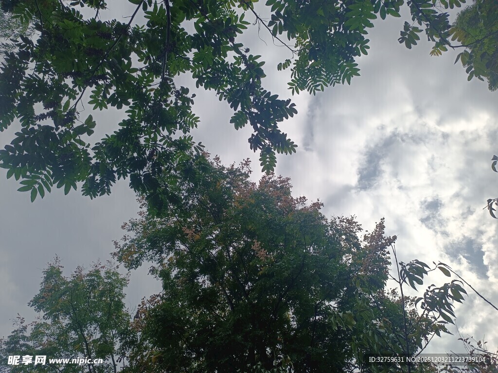 仰视树冠与天空景象