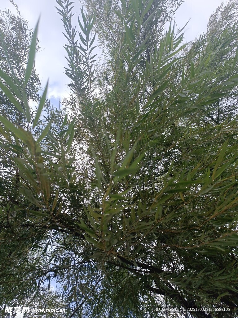 茂密枝叶下的清新绿意