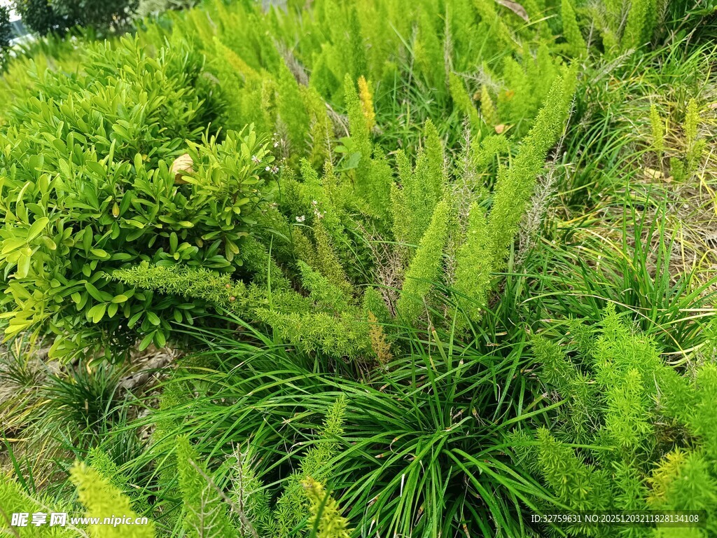 翠绿繁茂的绿植景观
