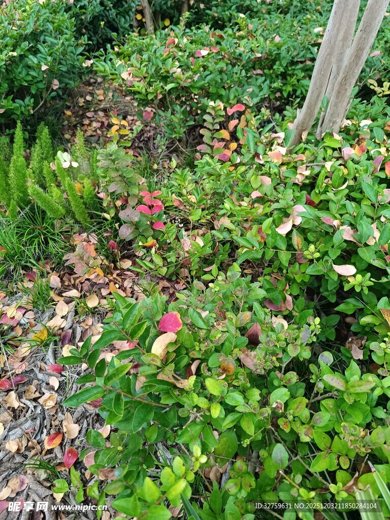 绿意盎然的庭院植物景观