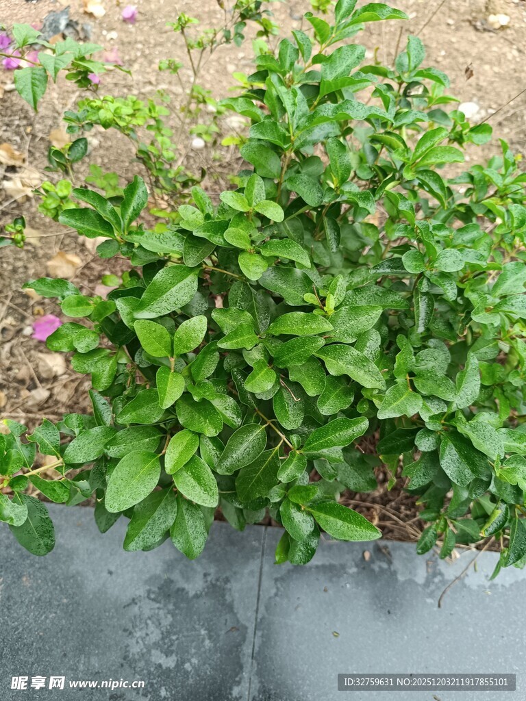 路边茂盛的绿色植物