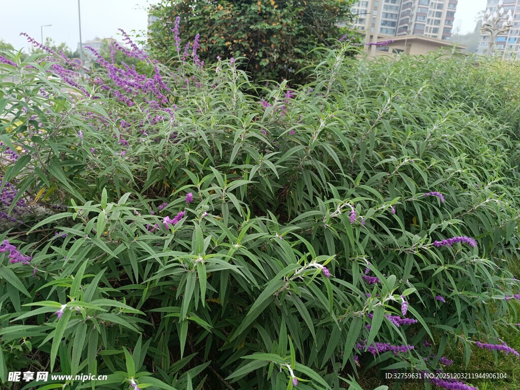 紫色花丛中的繁茂绿植