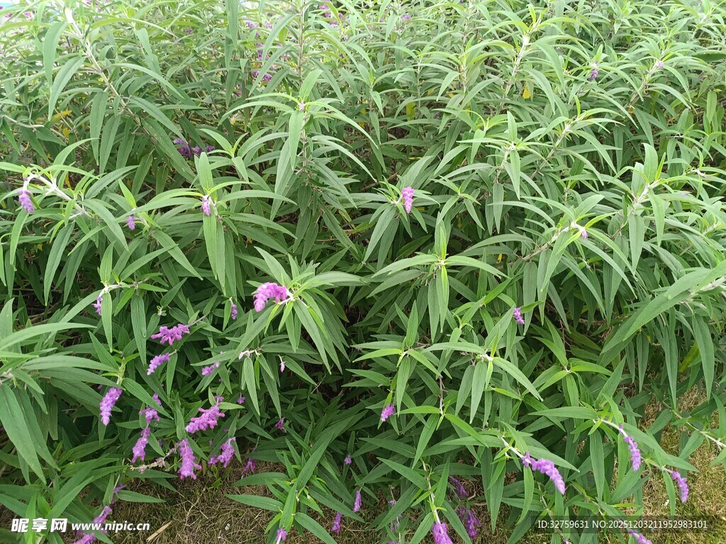 田野中的繁茂绿植与紫花