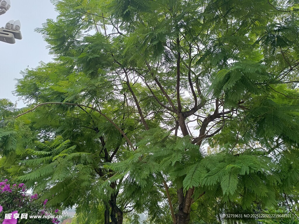 绿叶繁茂的树木景观