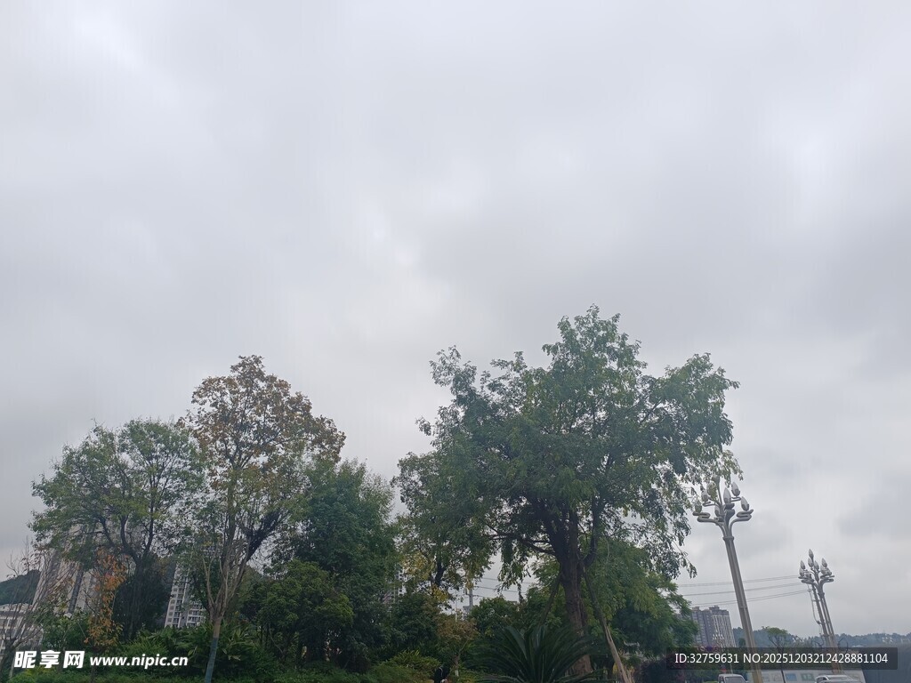 阴天中的葱郁树木