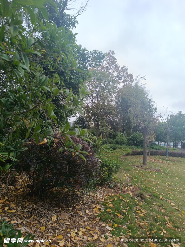 秋日公园的绿植与落叶