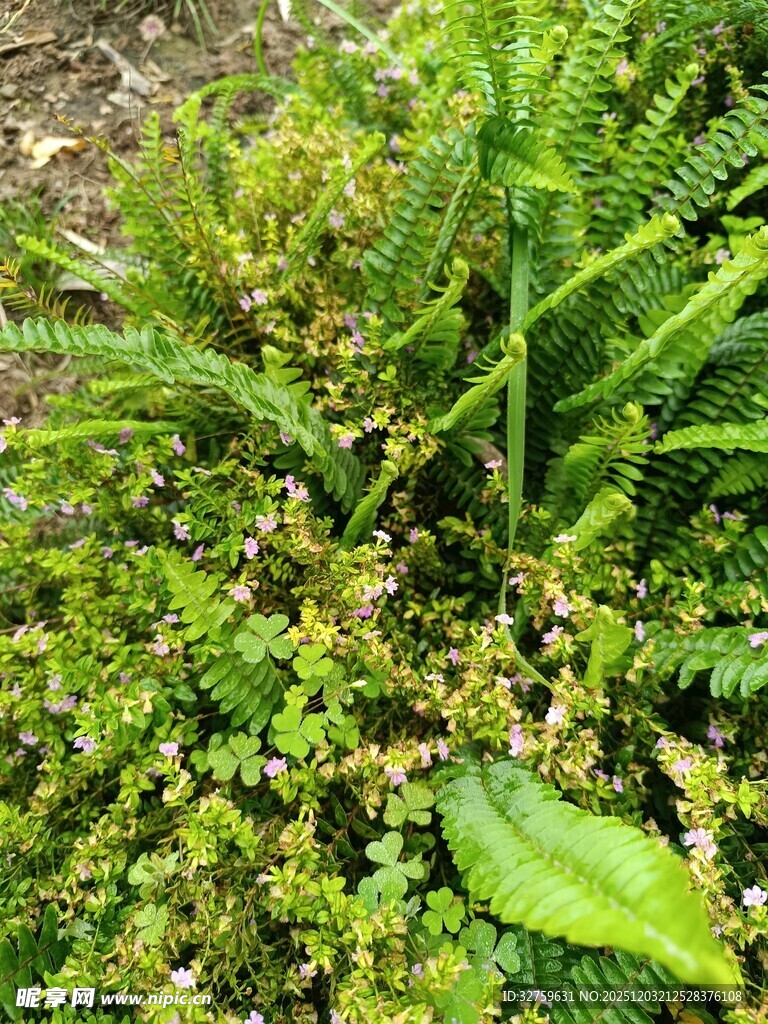 翠绿蕨类植物生机盎然