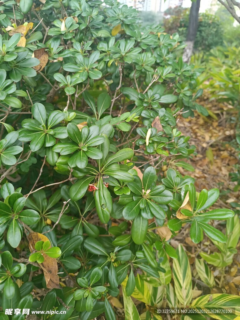 绿叶繁茂的植物景观