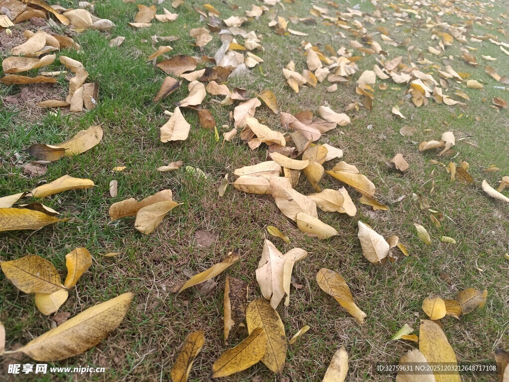 地面散落的枯黄玉米叶