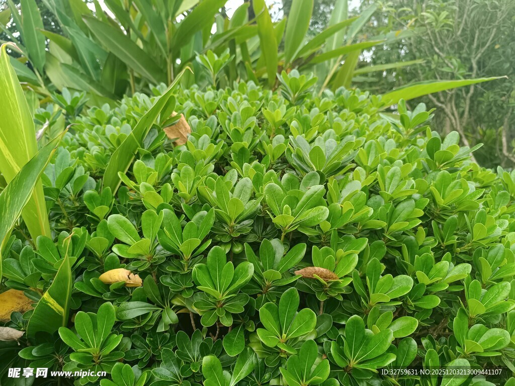 翠绿茂密的灌木丛