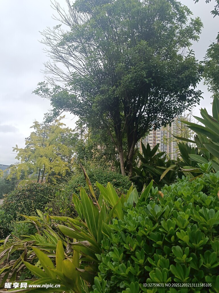 绿意盎然的花园景致