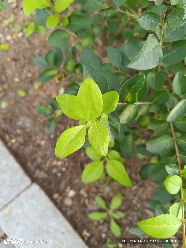 嫩绿叶片的清新植物