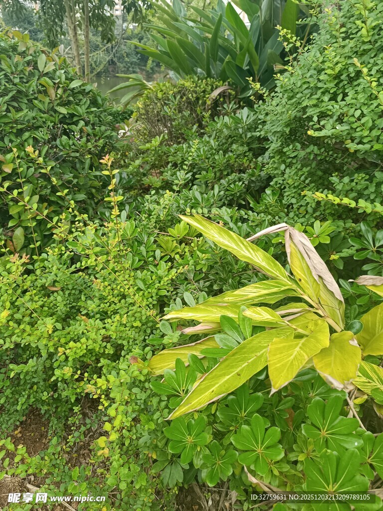 翠绿植物中的独特叶片