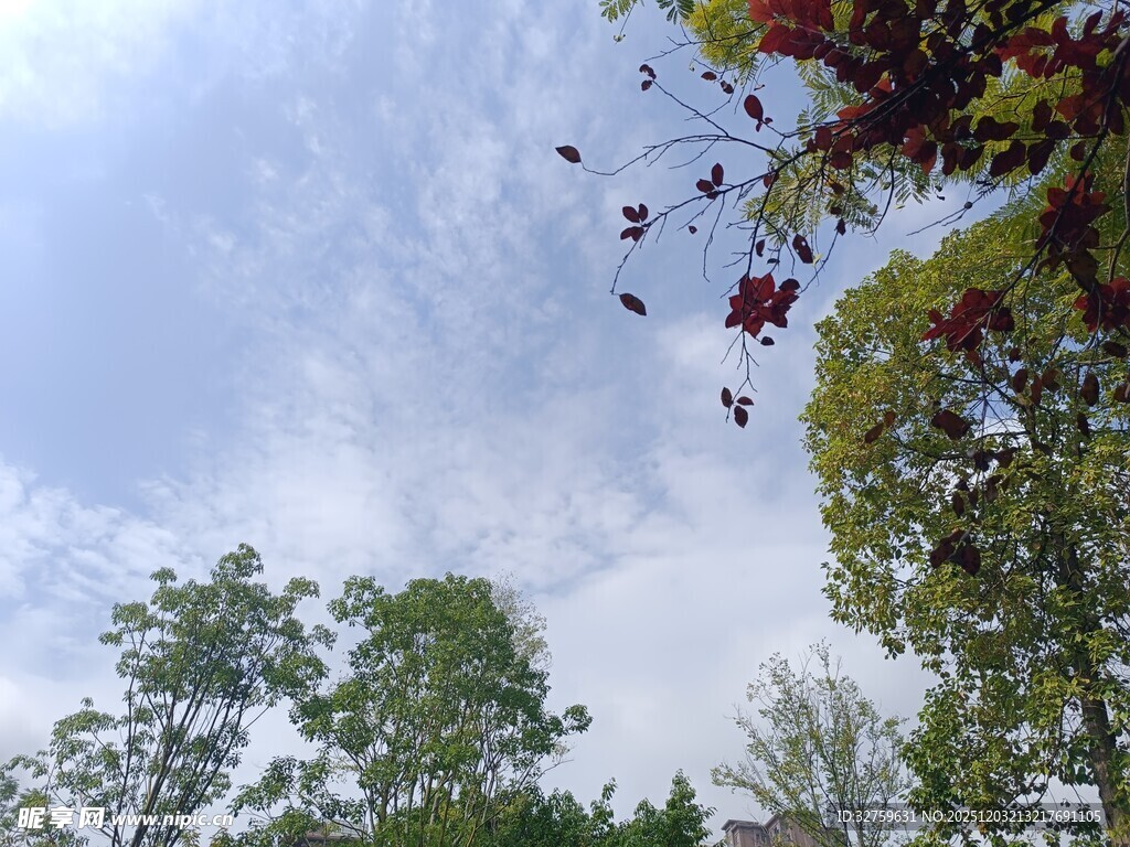 仰望蓝天绿树间的景致