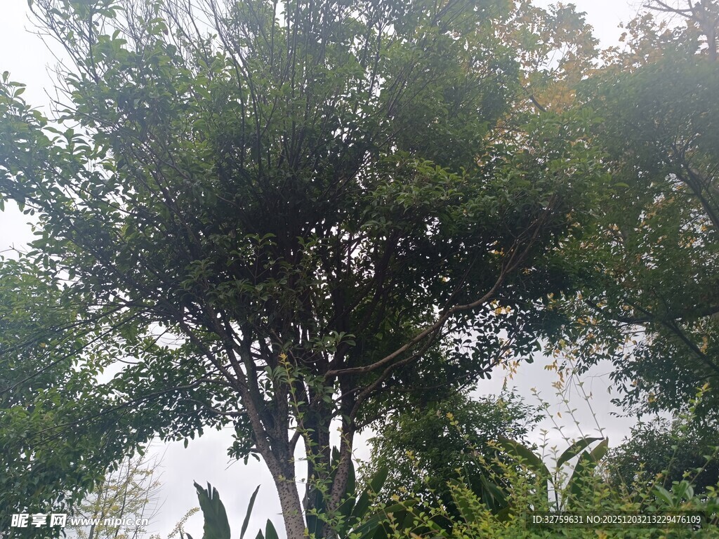 茂盛绿树展现自然生机