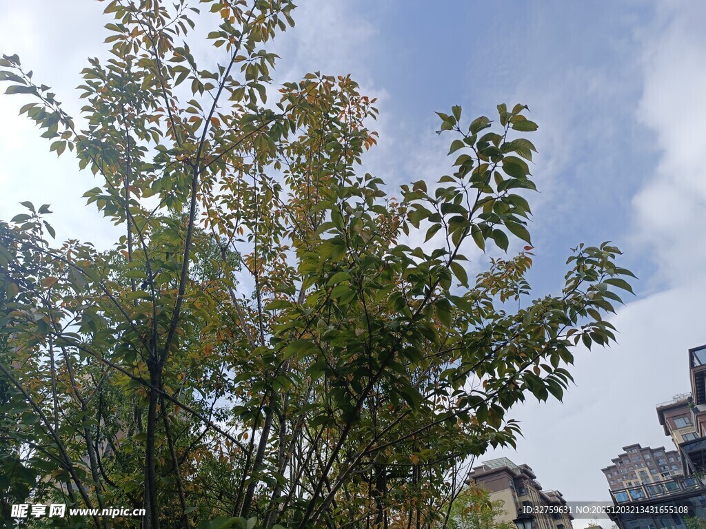 蓝天绿树旁的建筑一角