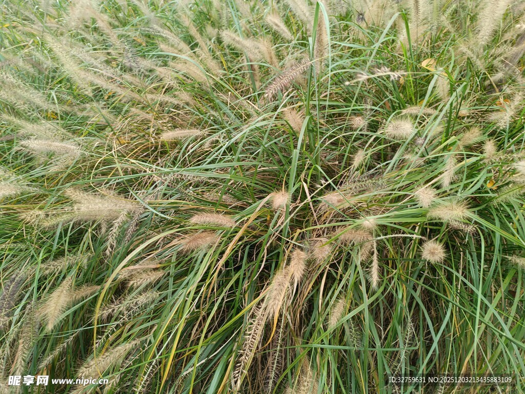 田野中的蓬松狗尾草