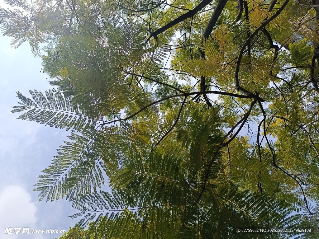 枝叶繁茂的树木