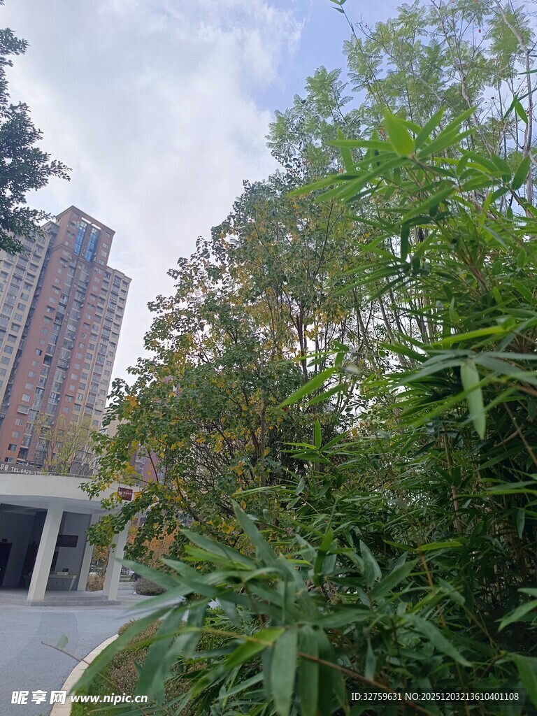 城市中葱郁的绿植景观