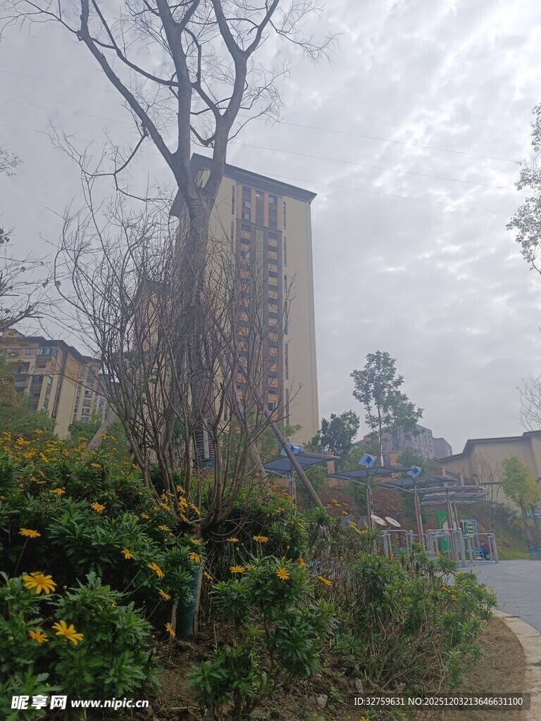 城市中树木与高楼景观