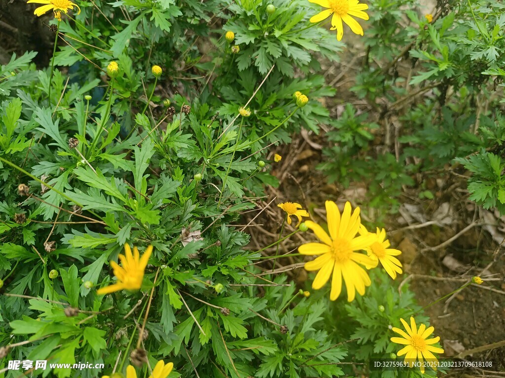 黄色小花绽放于绿叶间