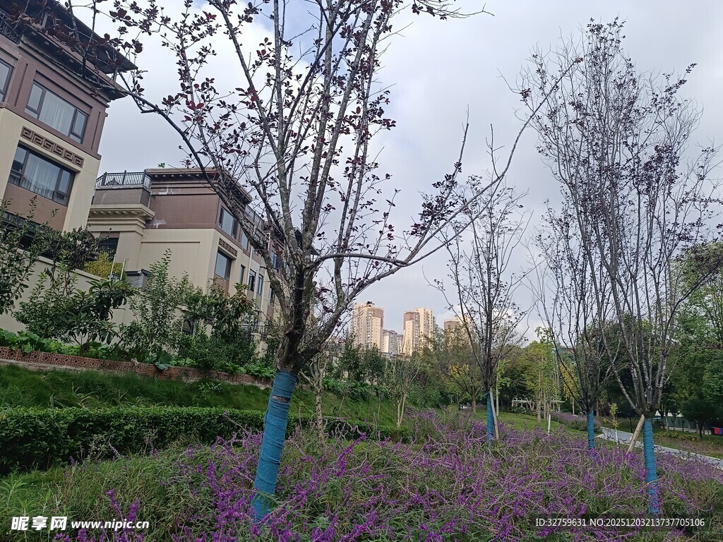 春日小区花卉树木景观