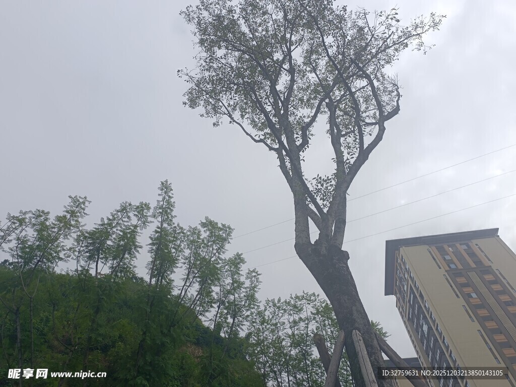 高耸枯树立于楼房旁