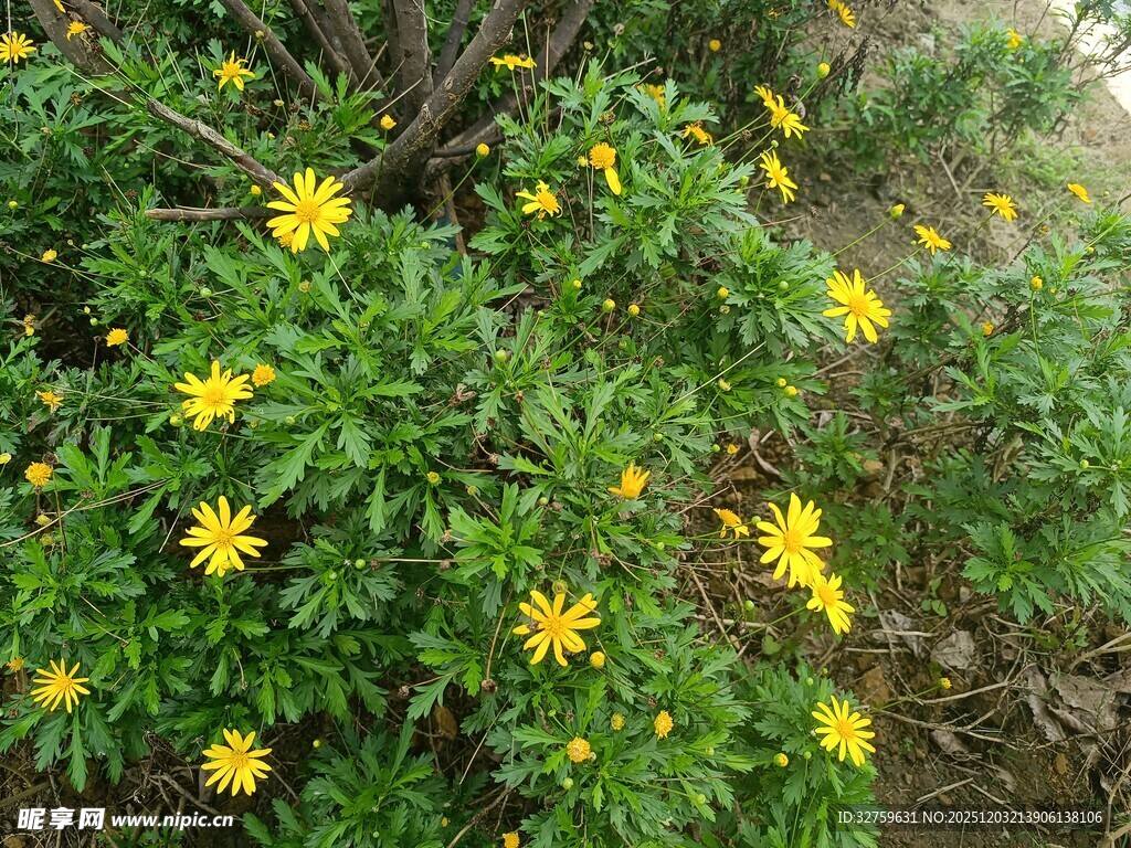 绽放的黄色小花