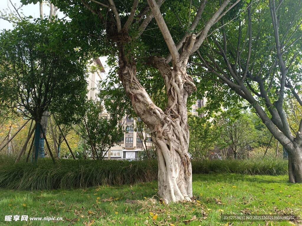 公园中粗壮茂盛的树木