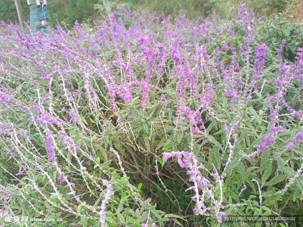 紫色花丛绽放美丽瞬间