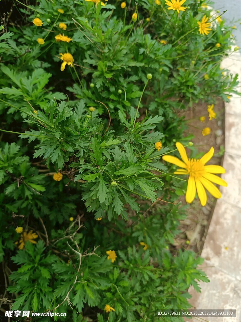 绿叶丛中的黄色小花