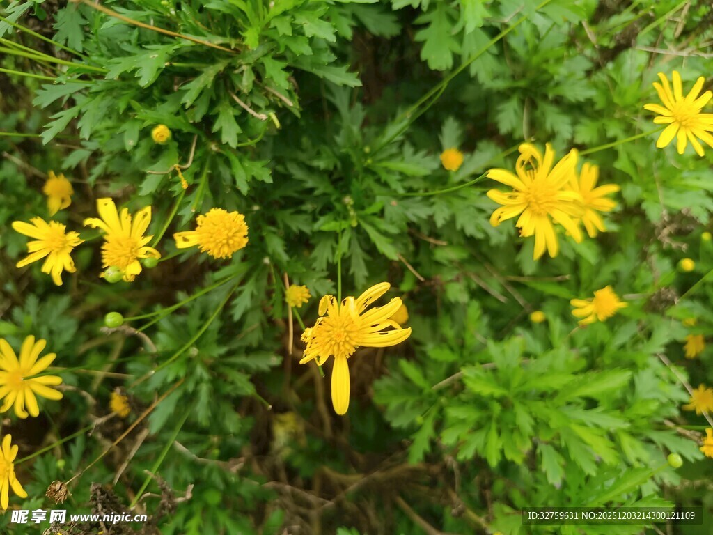 黄色小花绽放于绿叶间