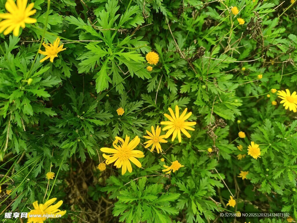 绿叶间的黄色小花绽放