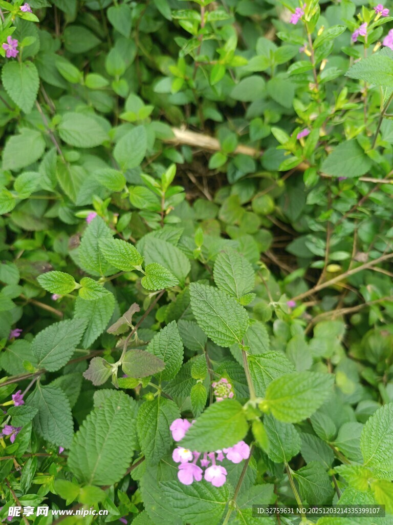 绿叶丛中的紫色小花