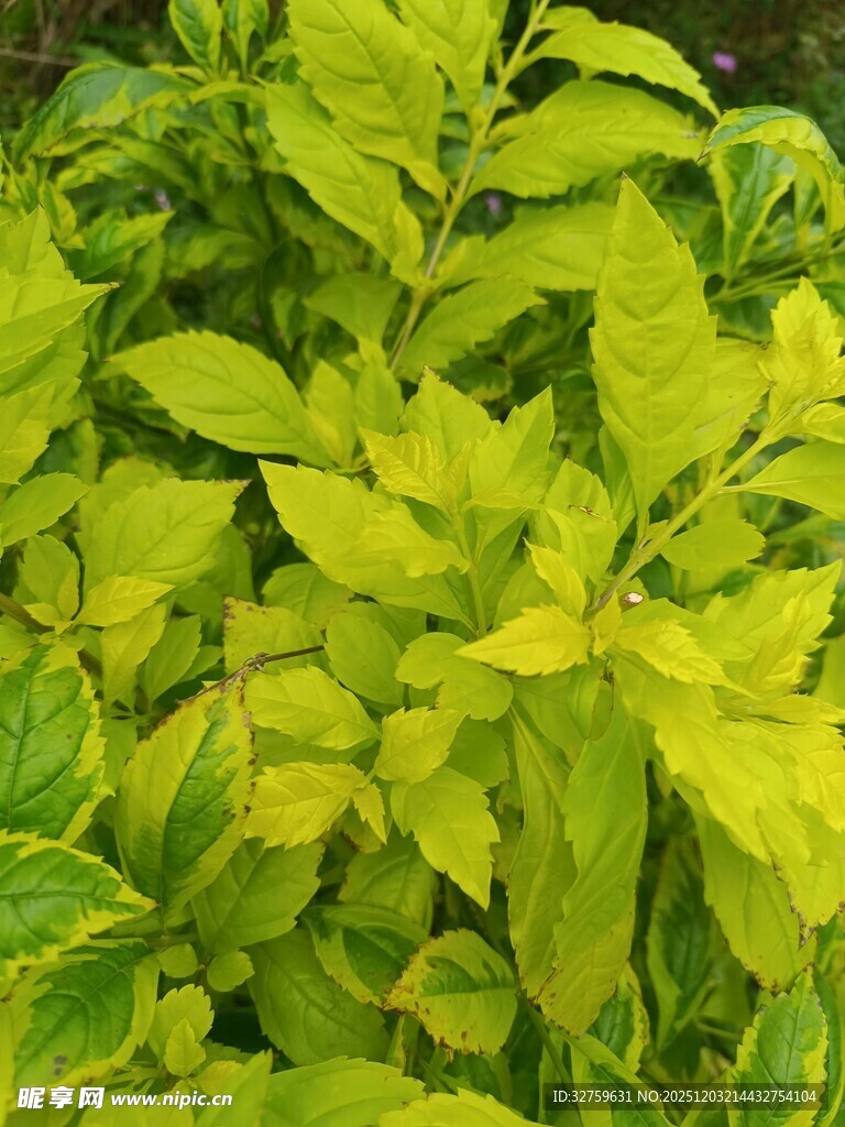 黄绿相间的鲜嫩叶片