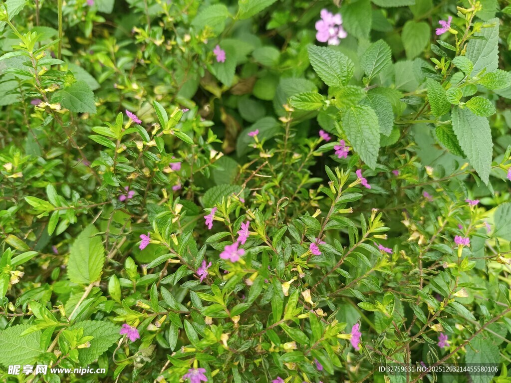 绿叶丛中的粉色小花